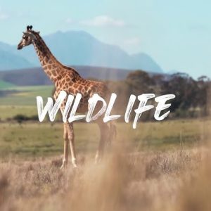 Nature and Wildlife Video Editing