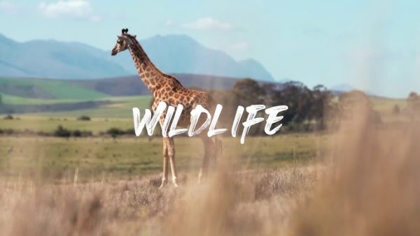 Nature and Wildlife Video Editing